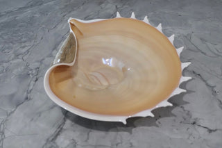 Secondhand Decorative Home Decor Art Glass Conch Shell top side view