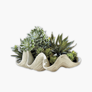 Giant Decorative Clam Shell used as a succulents planter