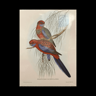 John Gould Pennants Parrakeet Lithograph