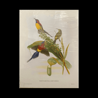 Nectarinia Gouldle Sun Bird Print